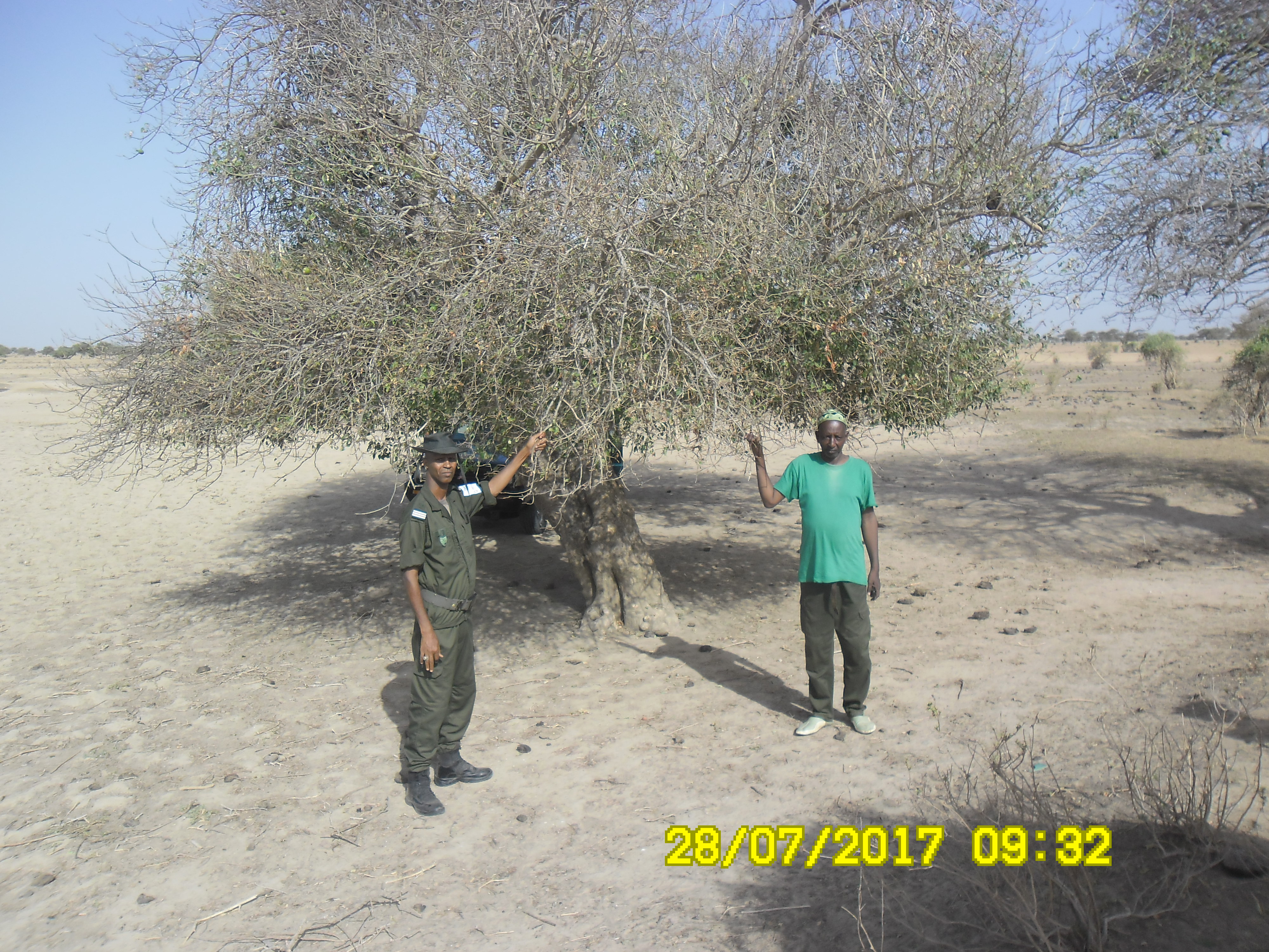 Spécimen de Celtis integrifolia